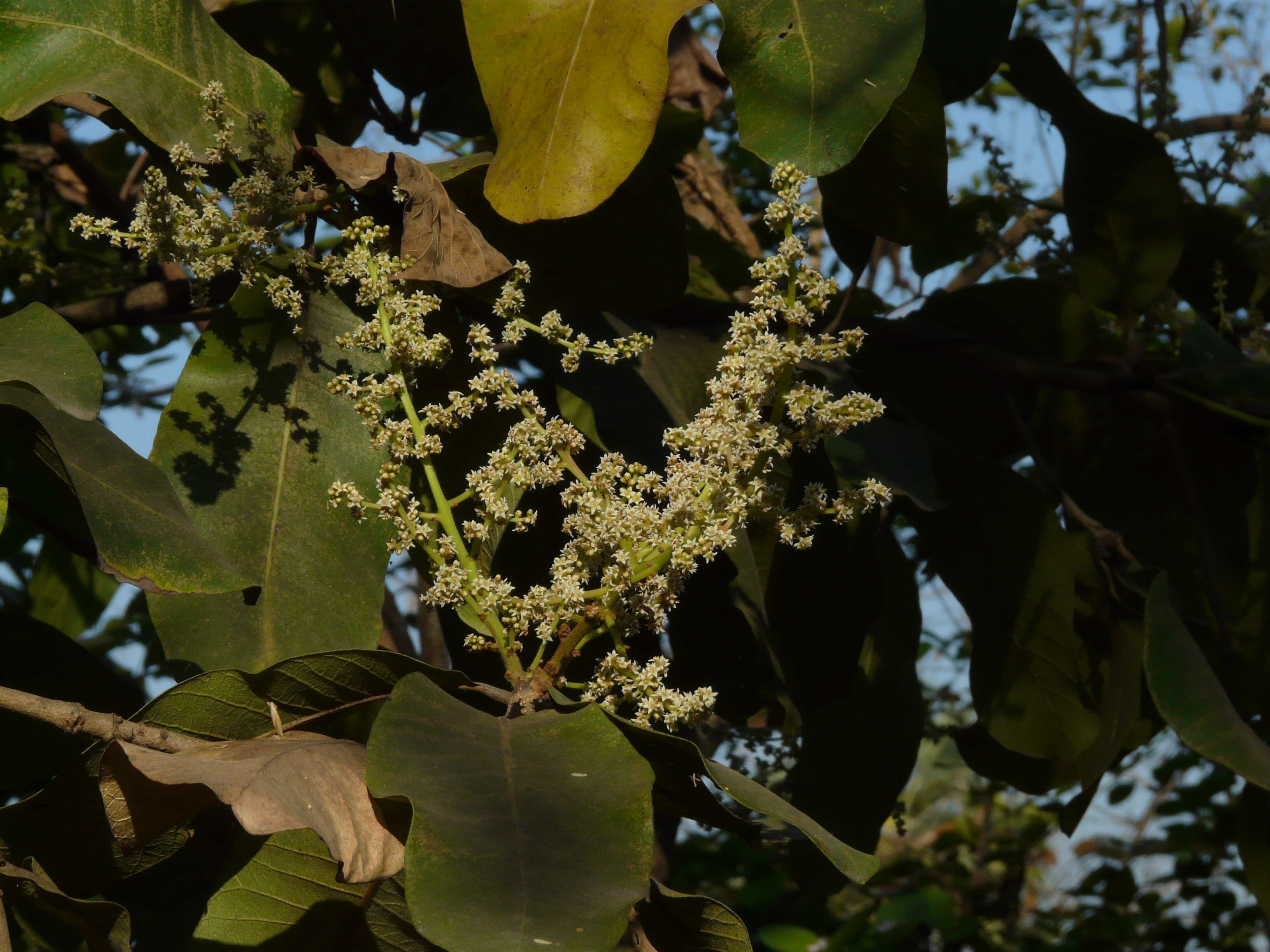 Image of Lanzan tree