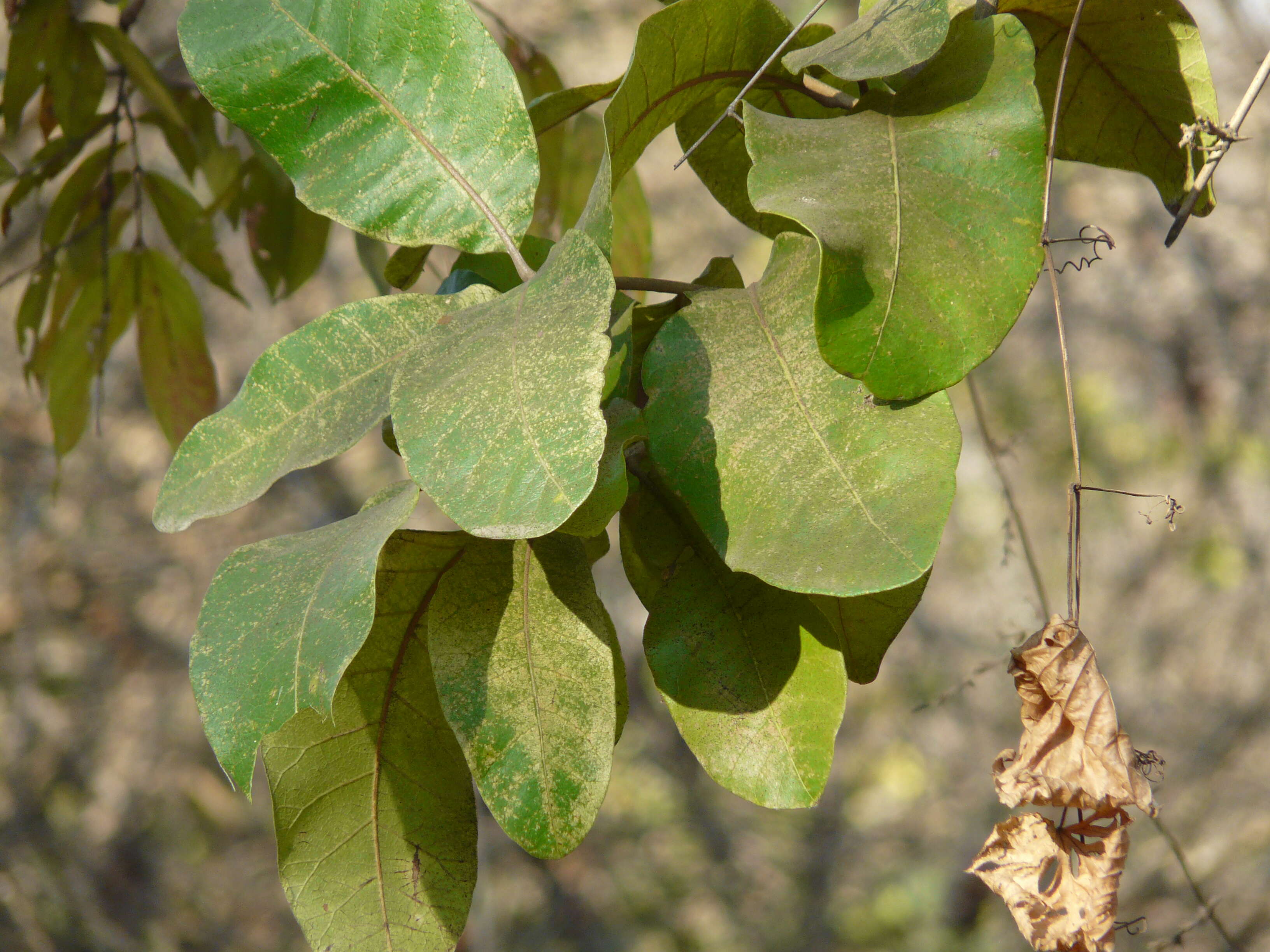 Image of Lanzan tree