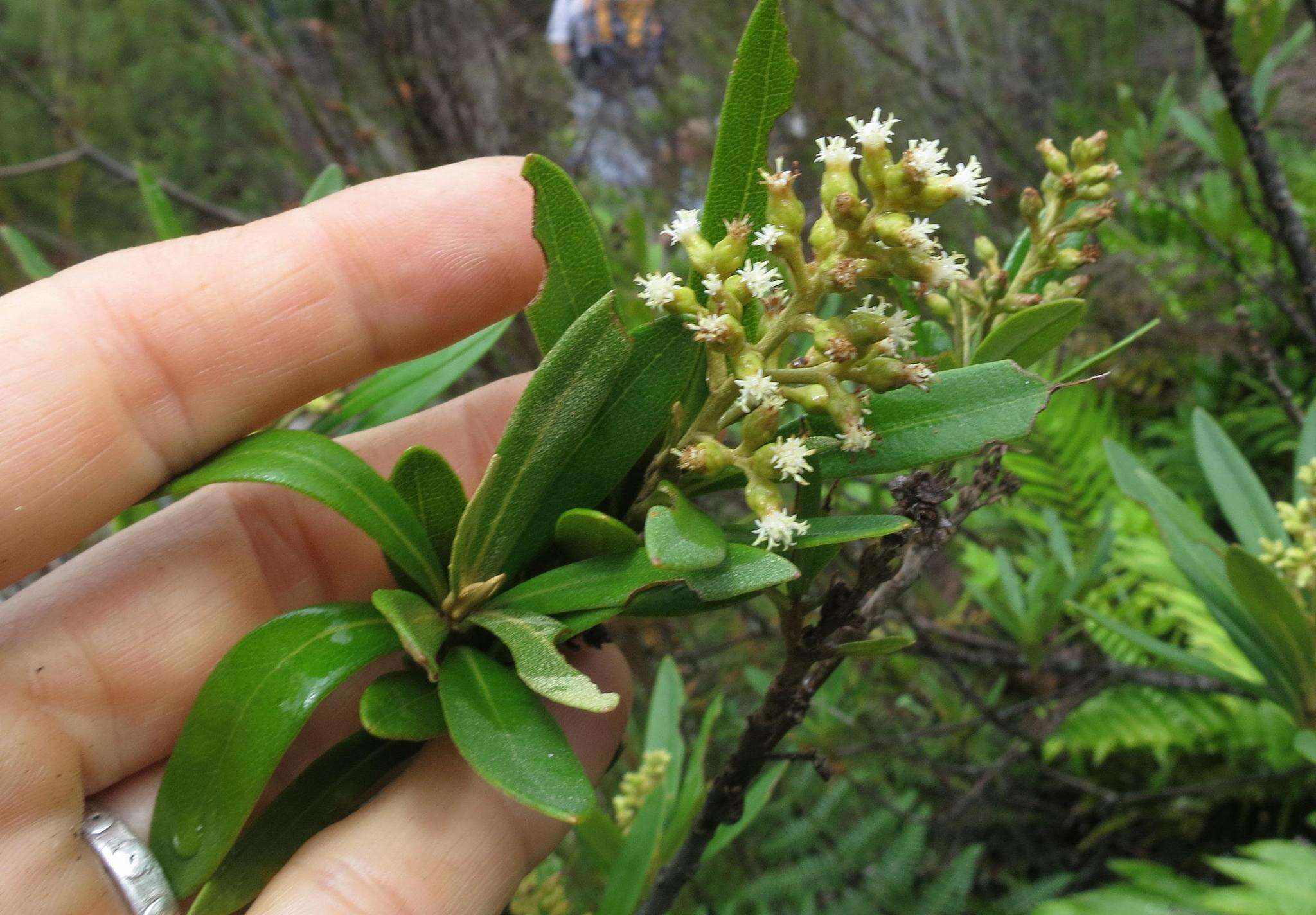 Imagem de Brachylaena neriifolia (L.) R. Br.