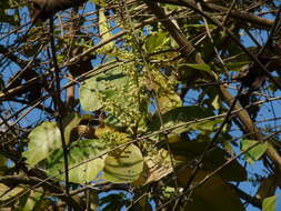 صورة Buchanania cochinchinensis (Lour.) Almeida