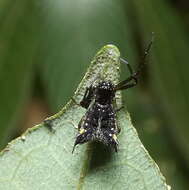 Image of Micrathena triangularis (C. L. Koch 1836)