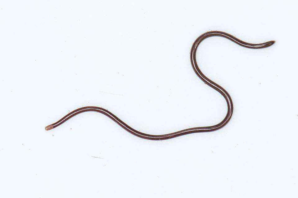 Image of Slender Worm Snake