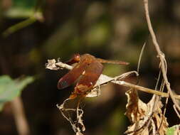 Image of Black Stream Glider