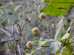 Imagem de Dendrocalamus strictus (Roxb.) Nees