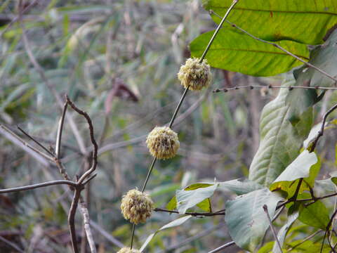 Image of male bamboo