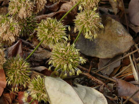 Imagem de Dendrocalamus strictus (Roxb.) Nees