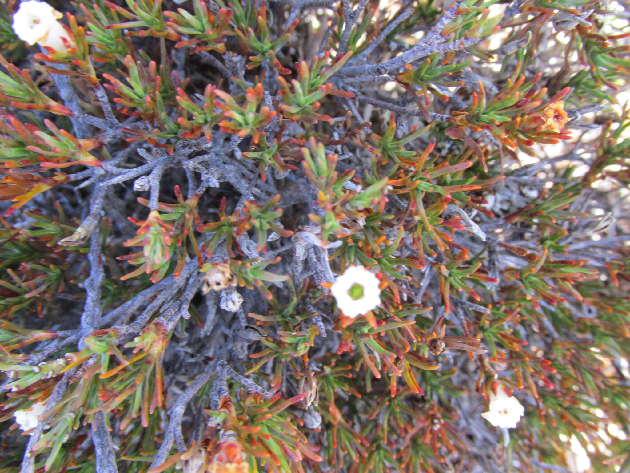 Image of Dracophyllum pronum W. R. B. Oliver