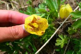 Image of Fritillaria tubaeformis subsp. moggridgei (Boiss. & Reut. ex Planch.) Rix