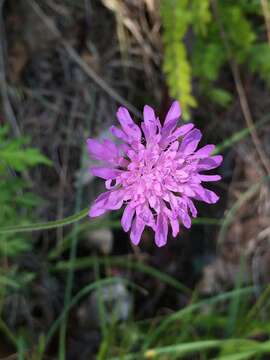 صورة Knautia drymeia Heuffel