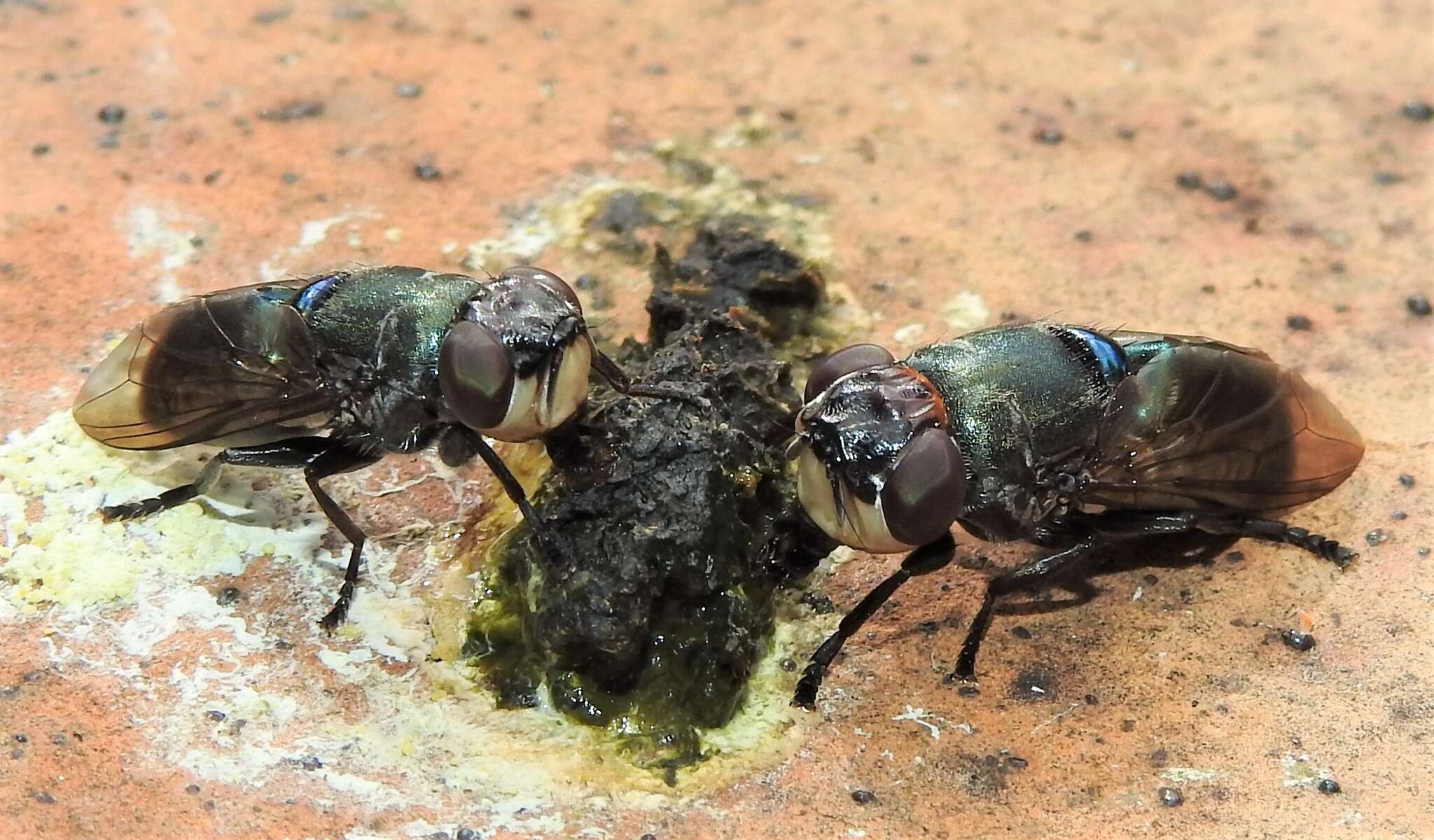 Image of Duomyia obscura Walker 1849