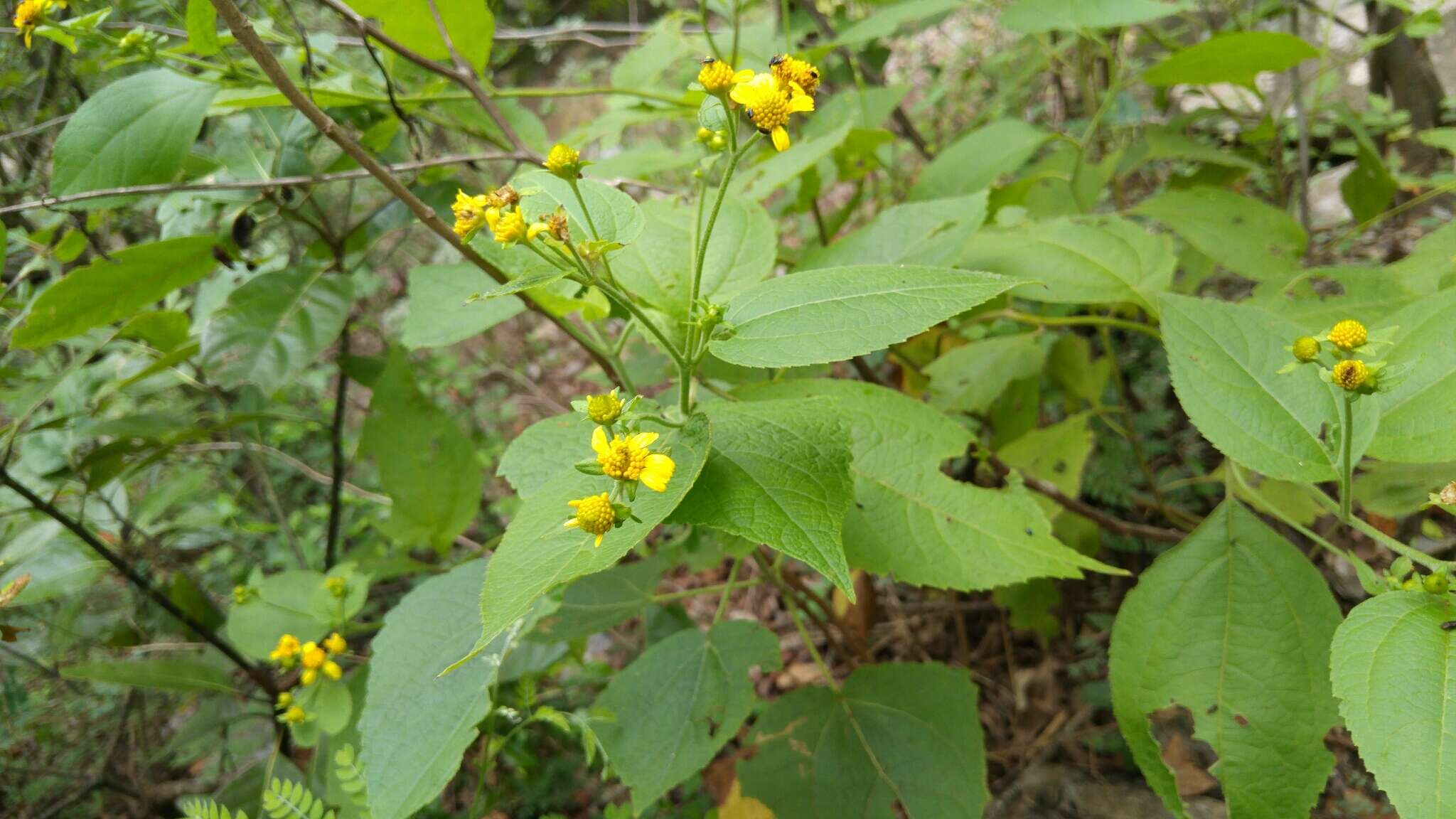 Image de Greenmaniella resinosa (S. Wats.) Sharp