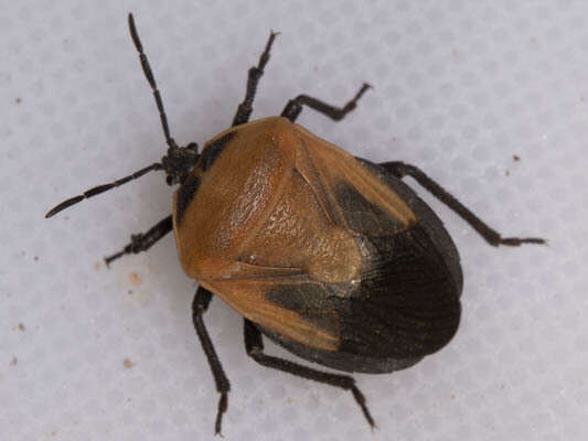 Coridius viduatus (Fabricius 1794)的圖片