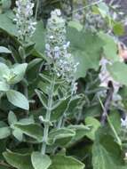 Слика од Stachys albens A. Gray