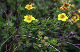 Image of Dasiphora fruticosa (L.) Rydb.