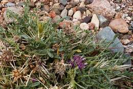 Image of Centaurea pungens Pomel