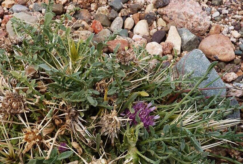 Image of Centaurea pungens Pomel