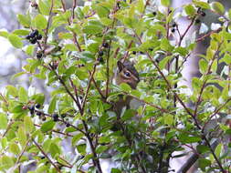 Image of Allen’s Chipmunk