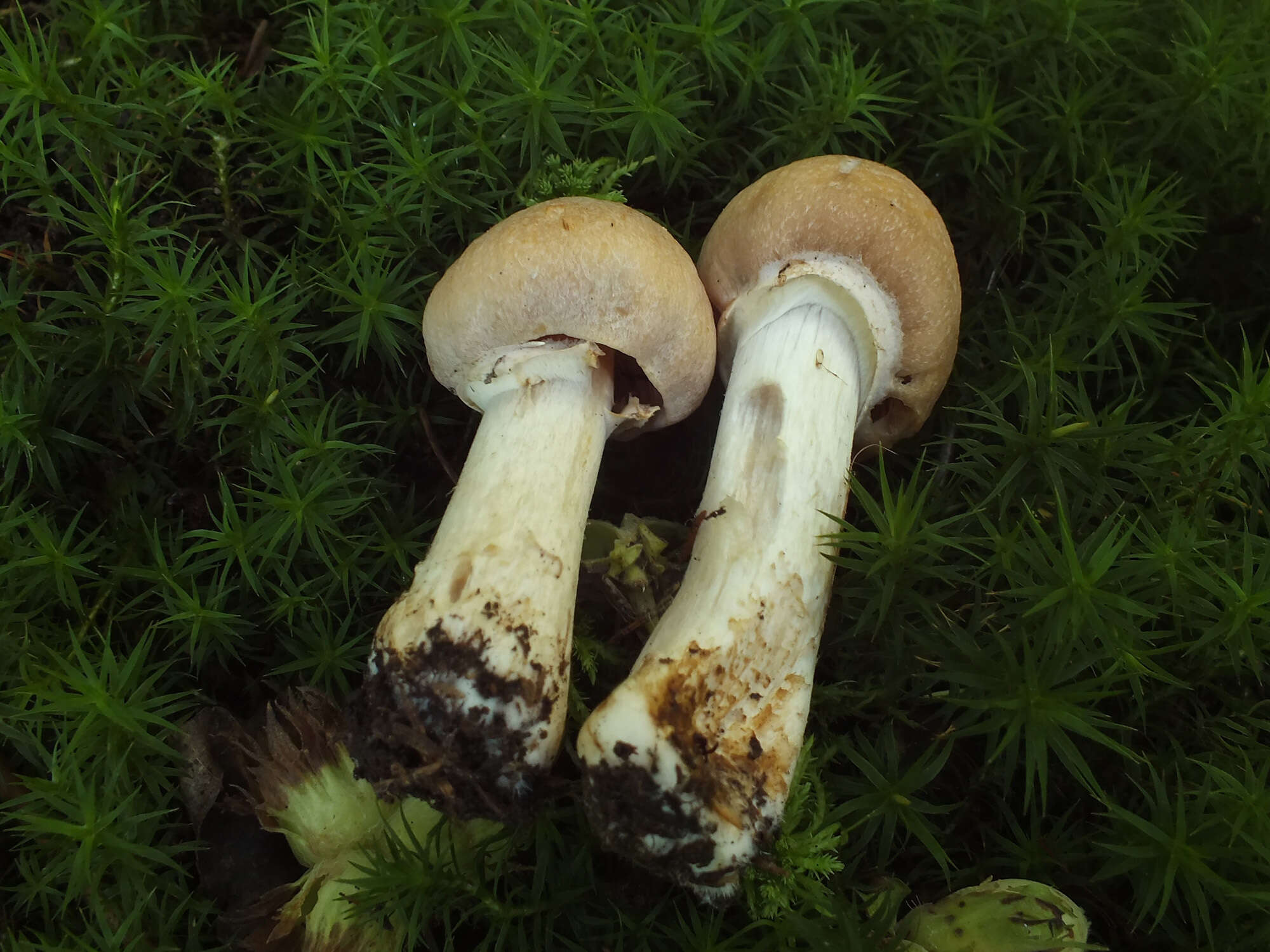 Image of Cortinarius caperatus (Pers.) Fr. 1838