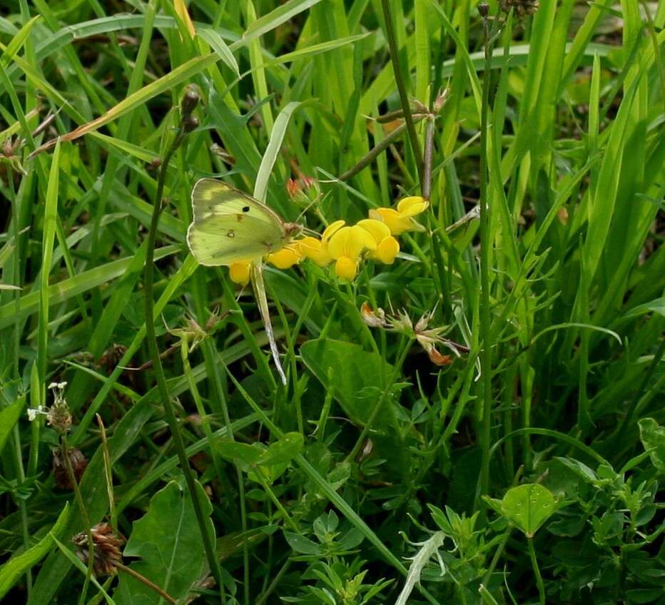 Image of pale cloudedyyellow