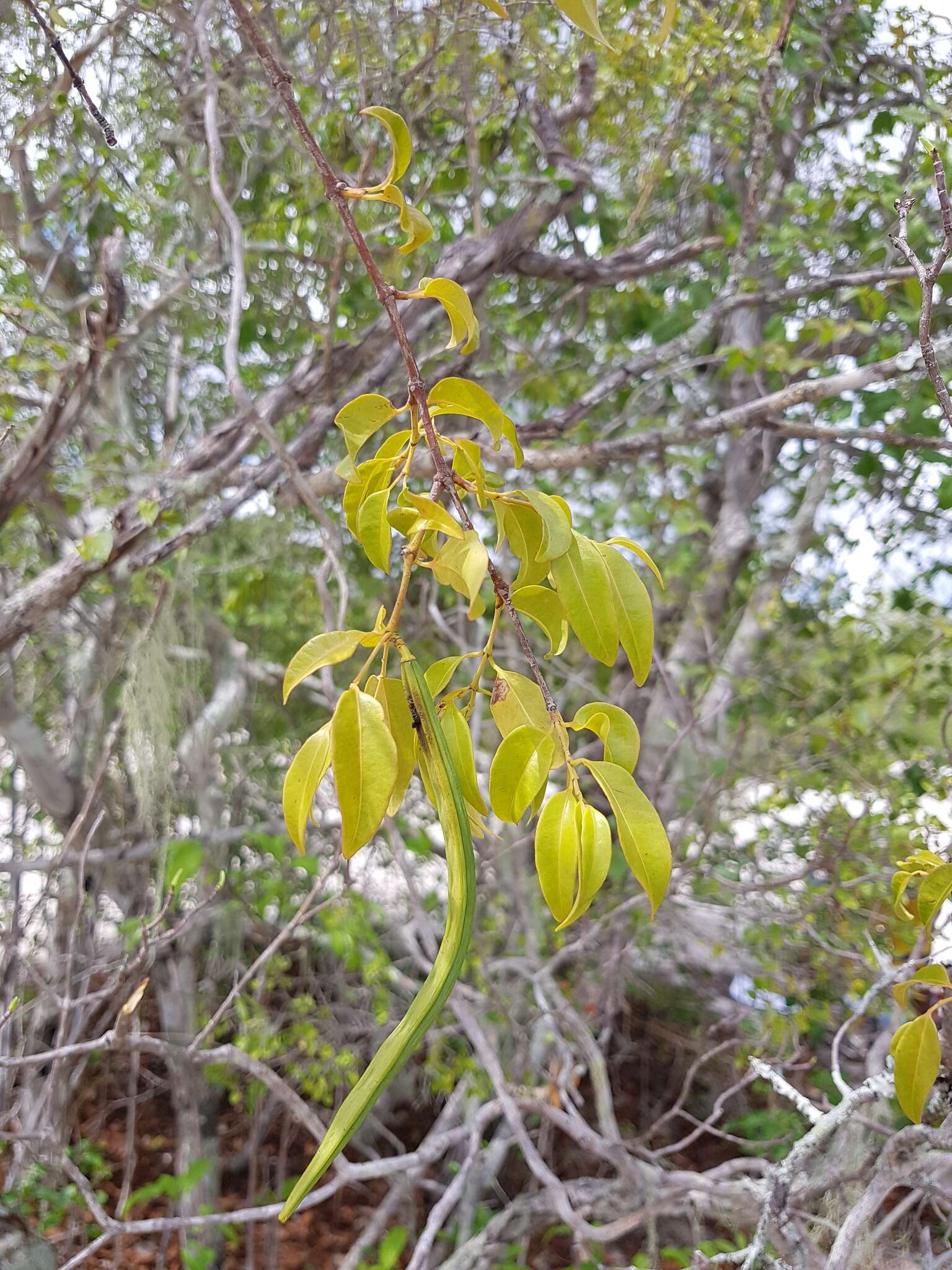 Plectaneia thouarsii Roem. & Schult.的圖片