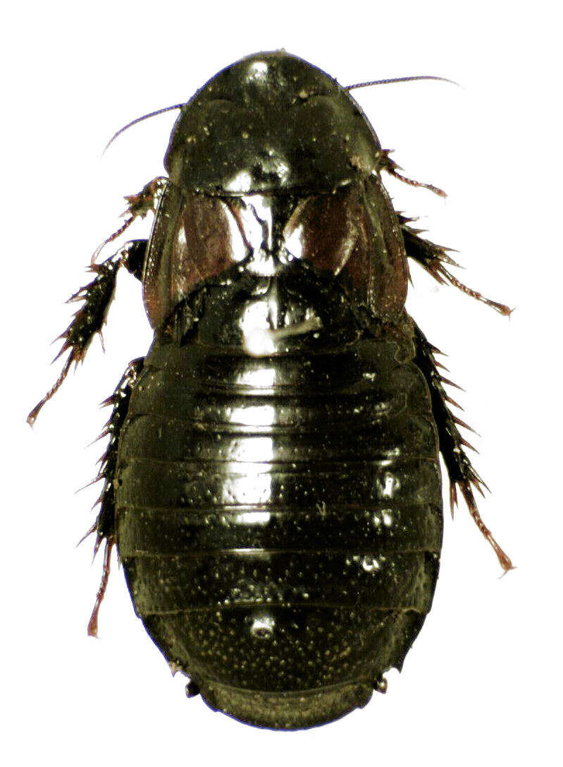 Image of Panesthia cribrata Saussure 1864