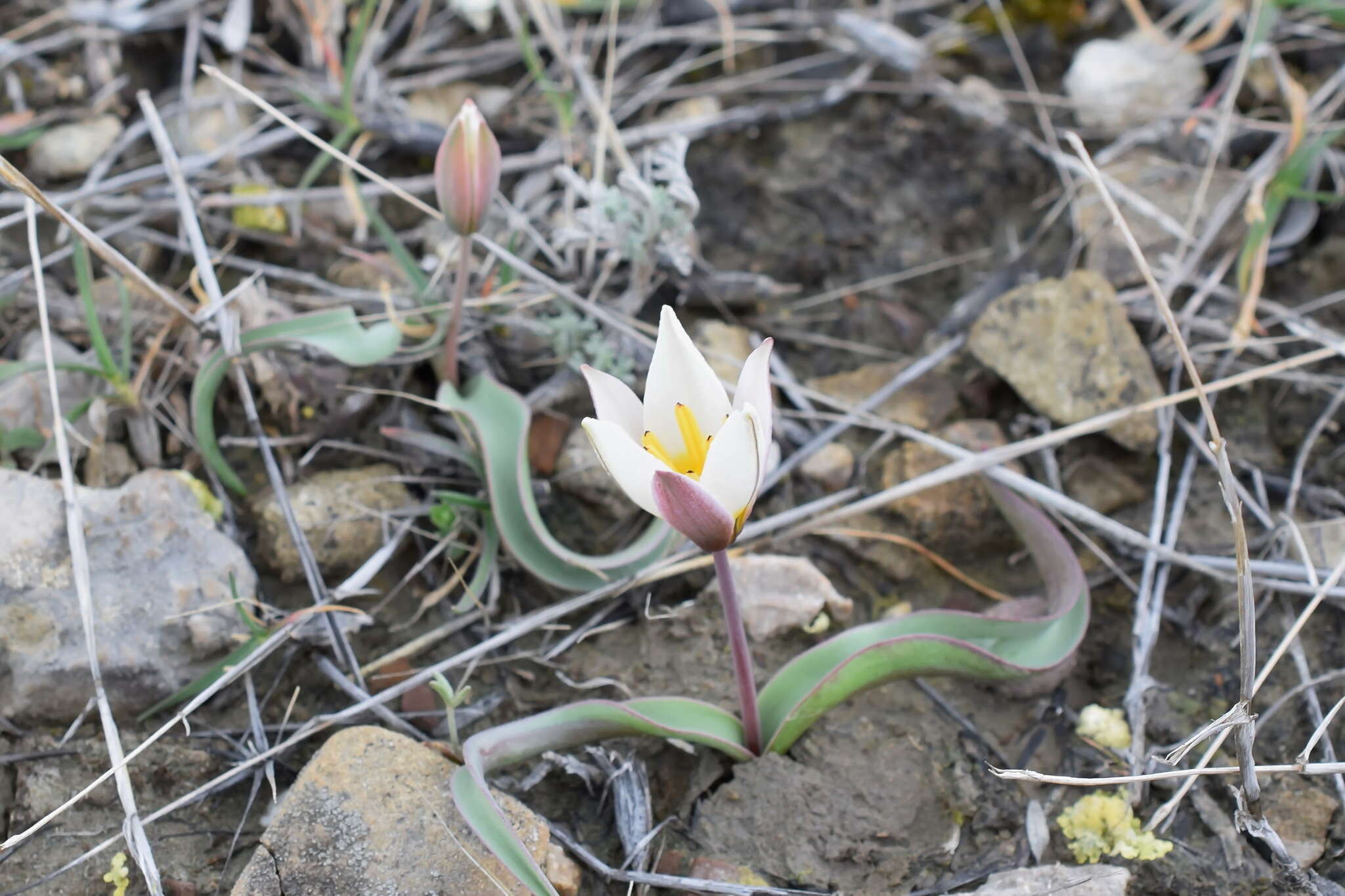 Image of Tulipa biflora Pall.