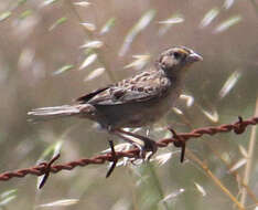 Image of Ammodramus Swainson 1827