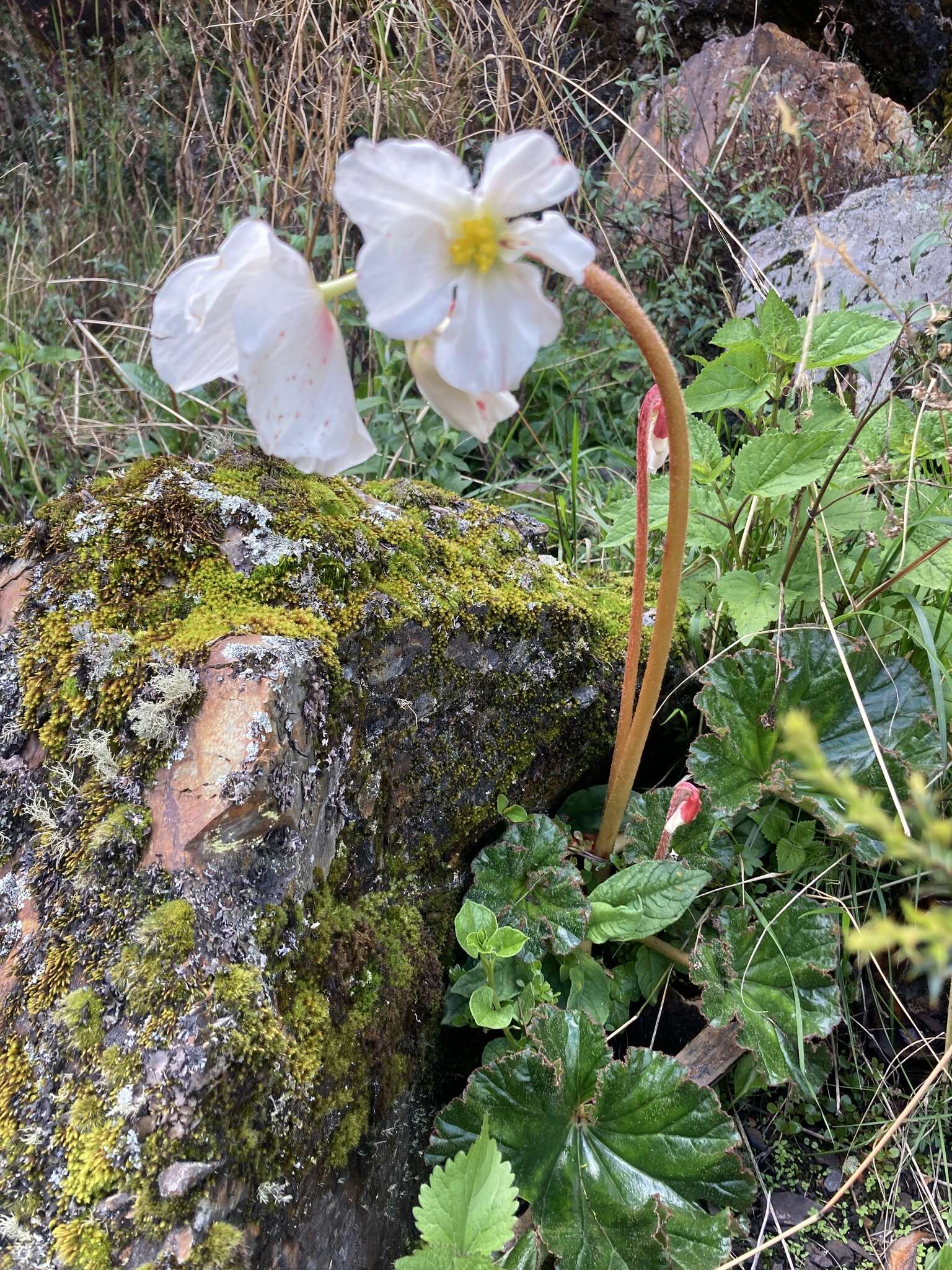 Слика од Begonia veitchii Hook. fil.