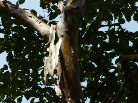 Plancia ëd Lagerstroemia microcarpa Wight