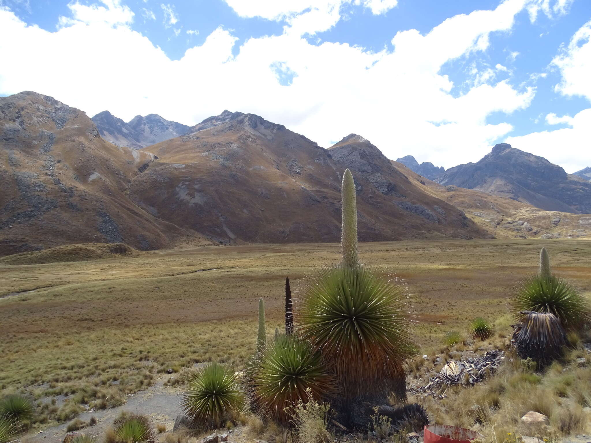 Image de Puya raimondii Harms