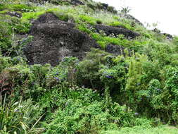 Imagem de Ipomoea indica (J. Burman) Merr.