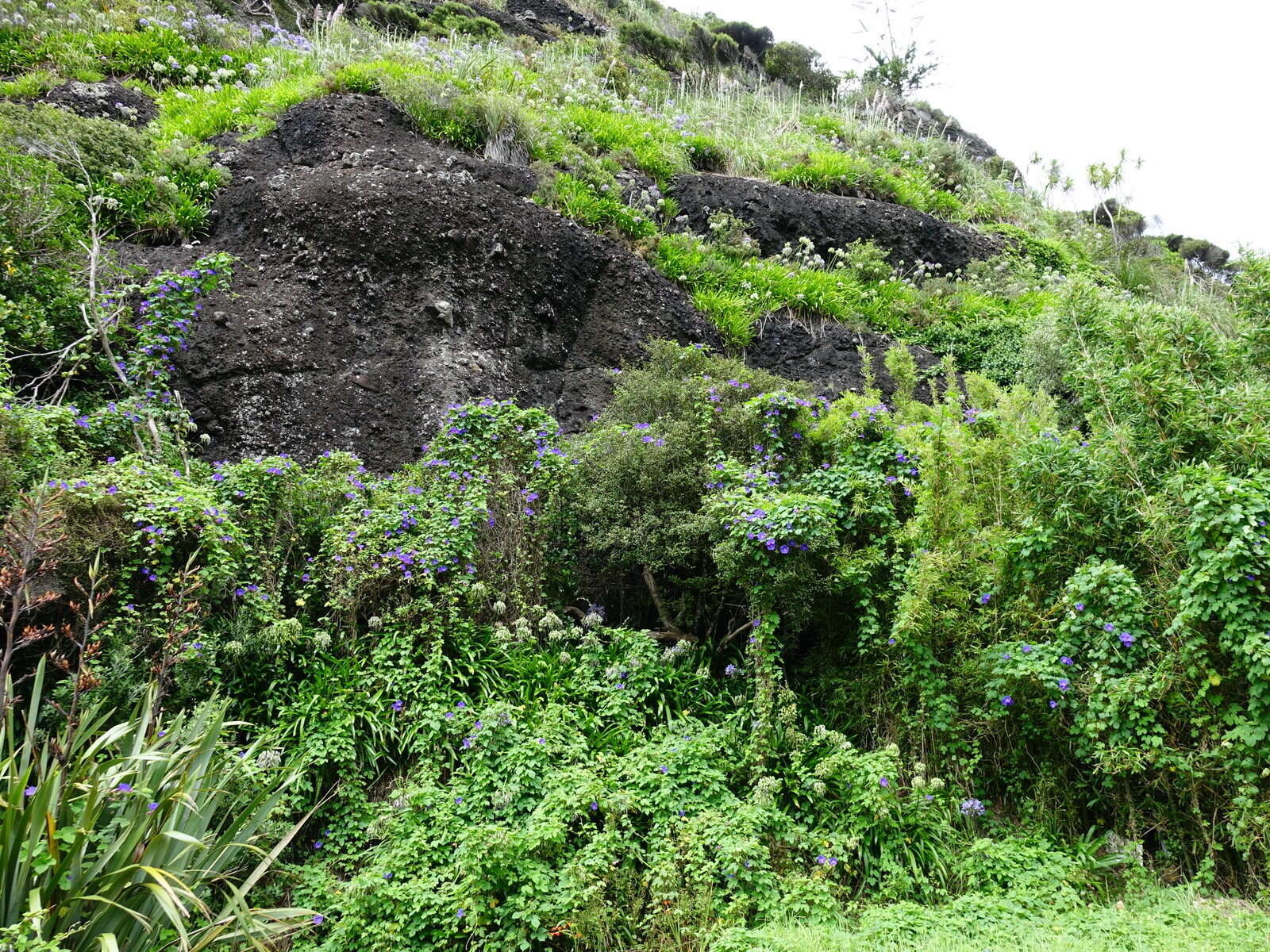 Imagem de Ipomoea indica (J. Burman) Merr.