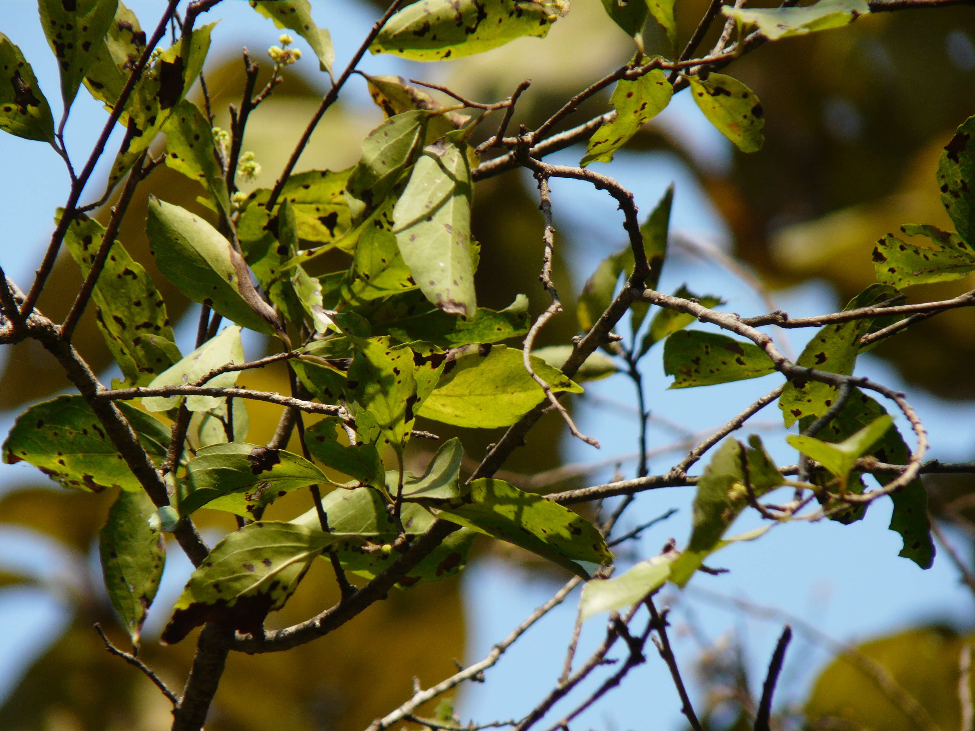 Image of governor's plum