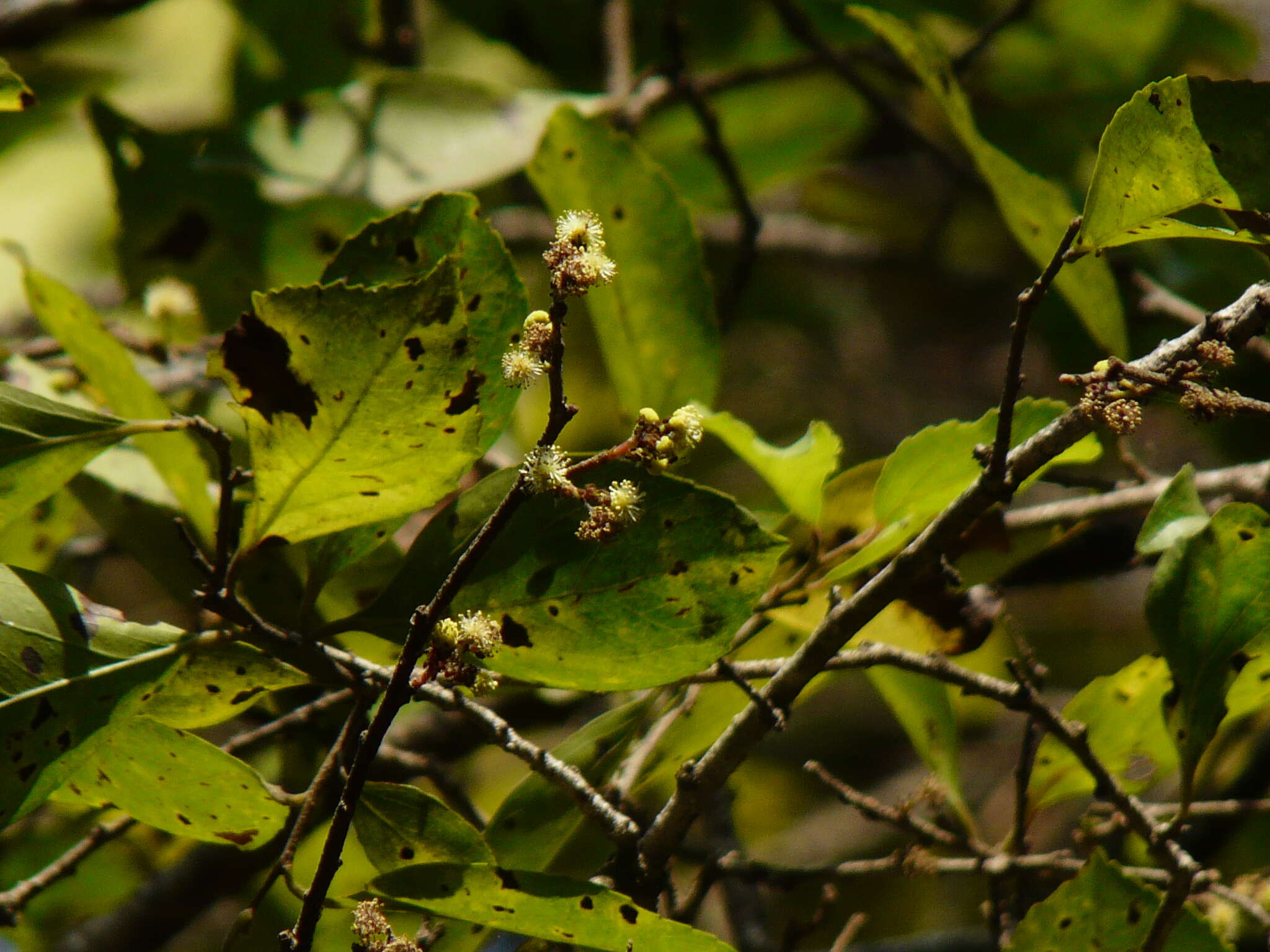 Image of governor's plum