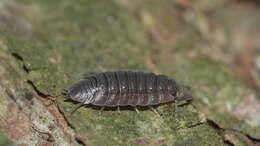 Image of <i>Porcellio <i>scaber</i></i> scaber