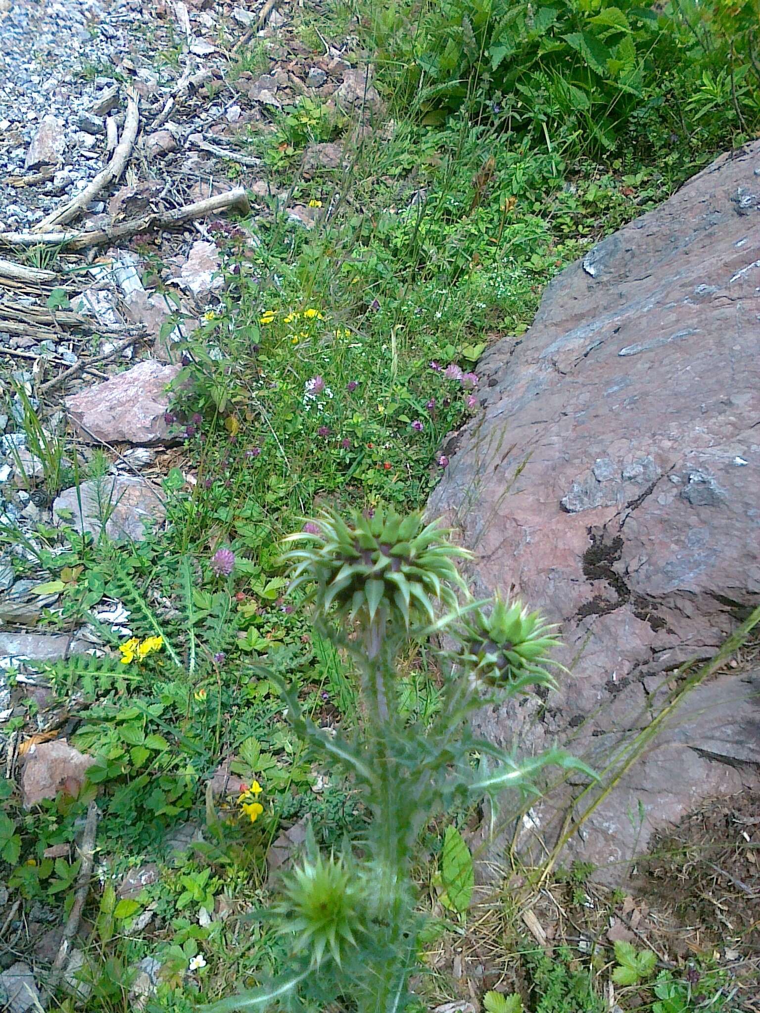 Image of Musk Thistle