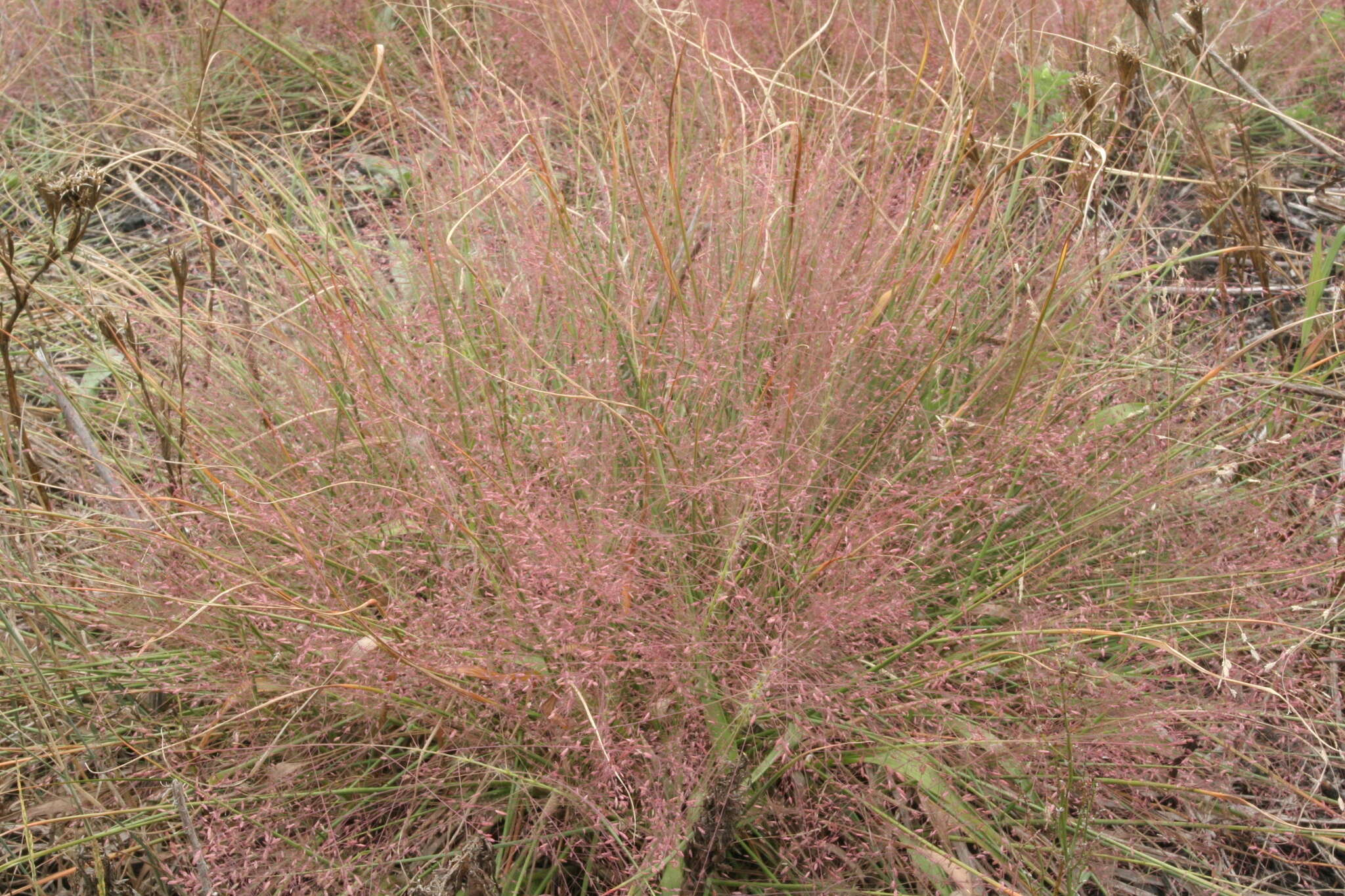 Image de Digitaria cognata (Schult.) Pilg.