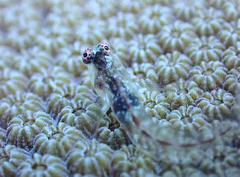 Image of Midnight blenny