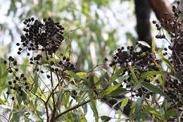 Angophora woodsiana F. M. Bailey的圖片