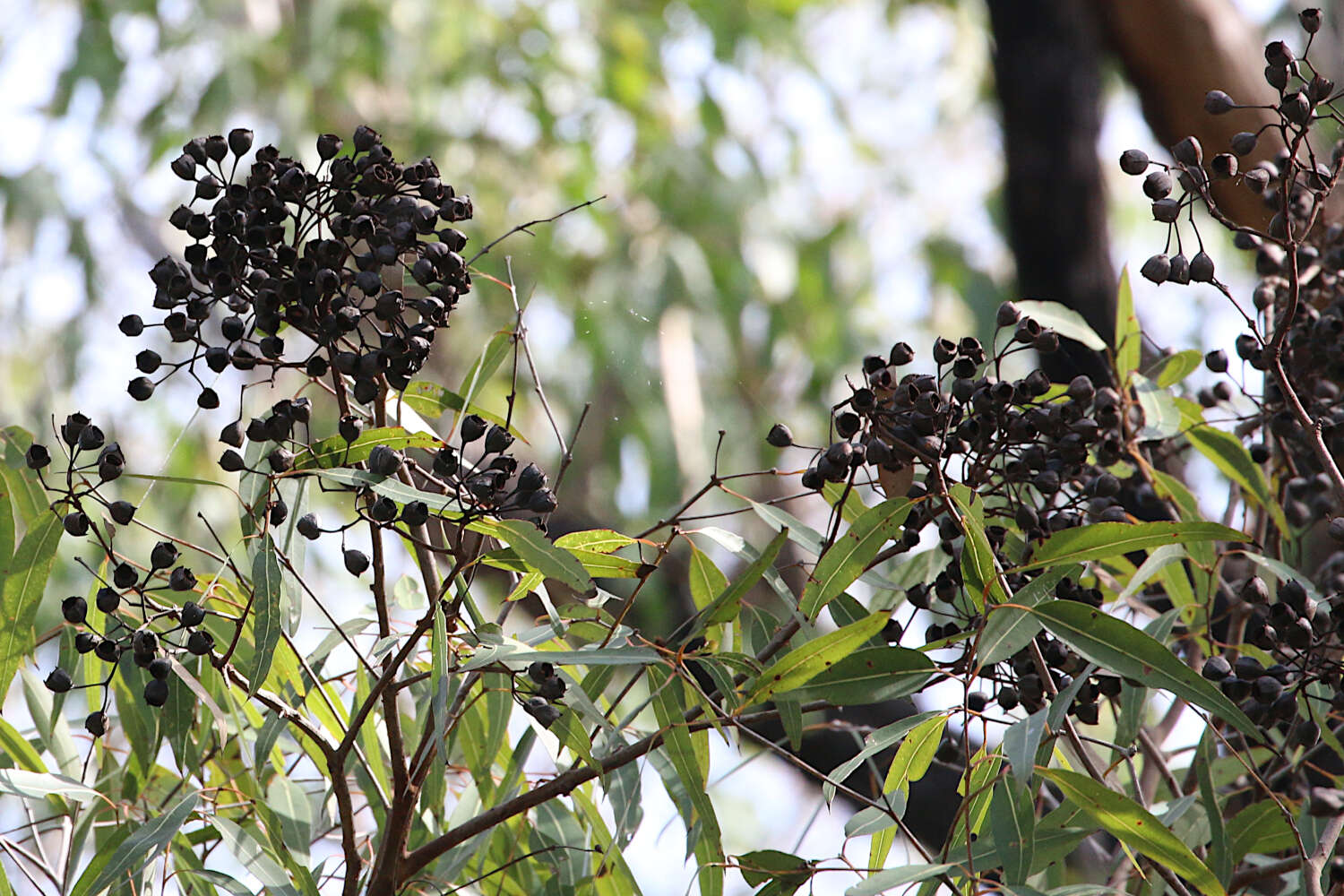 Angophora woodsiana F. M. Bailey的圖片