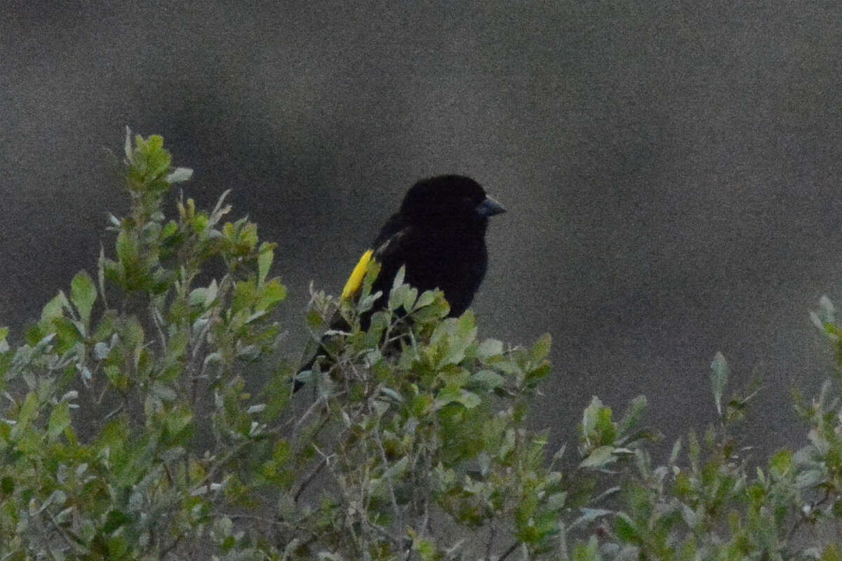 Image of Yellow Bishop