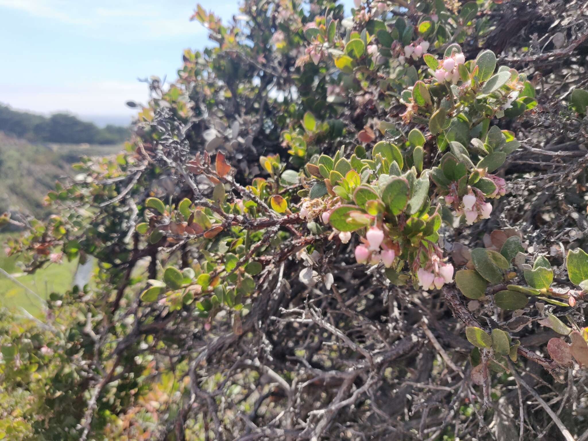 Sivun Arctostaphylos edmundsii Howell kuva