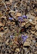 Imagem de Phacelia breweri A. Gray