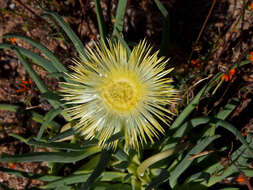 Image of Conicosia elongata (Haw.) Schwant.