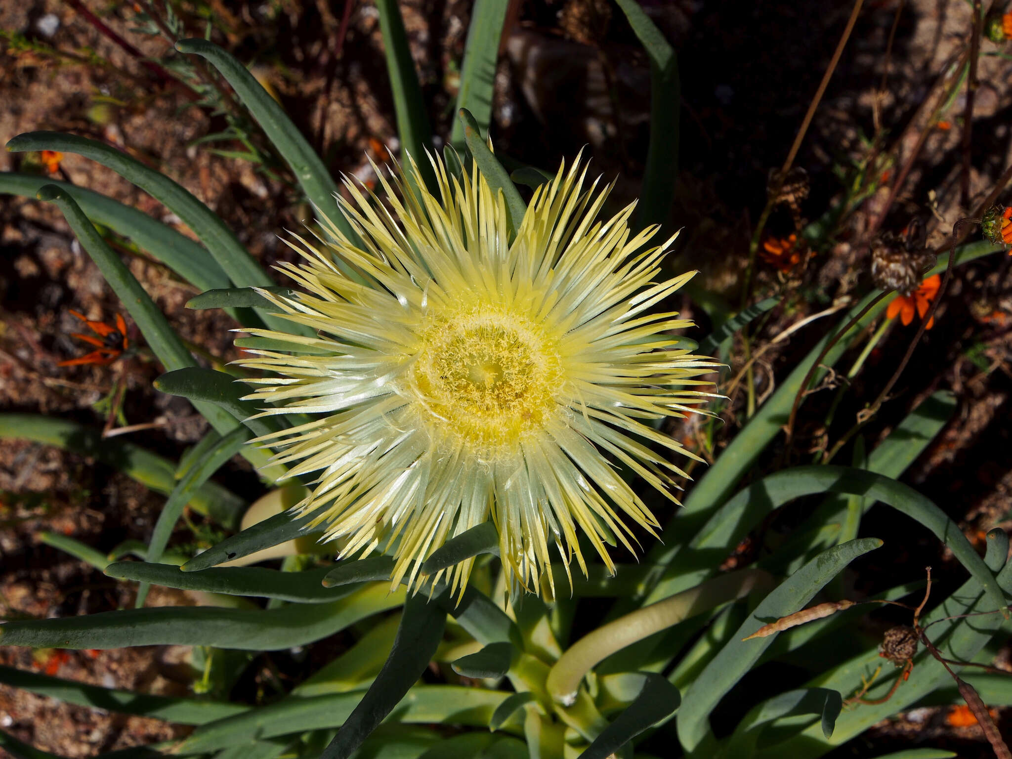 Imagem de Conicosia elongata (Haw.) Schwant.