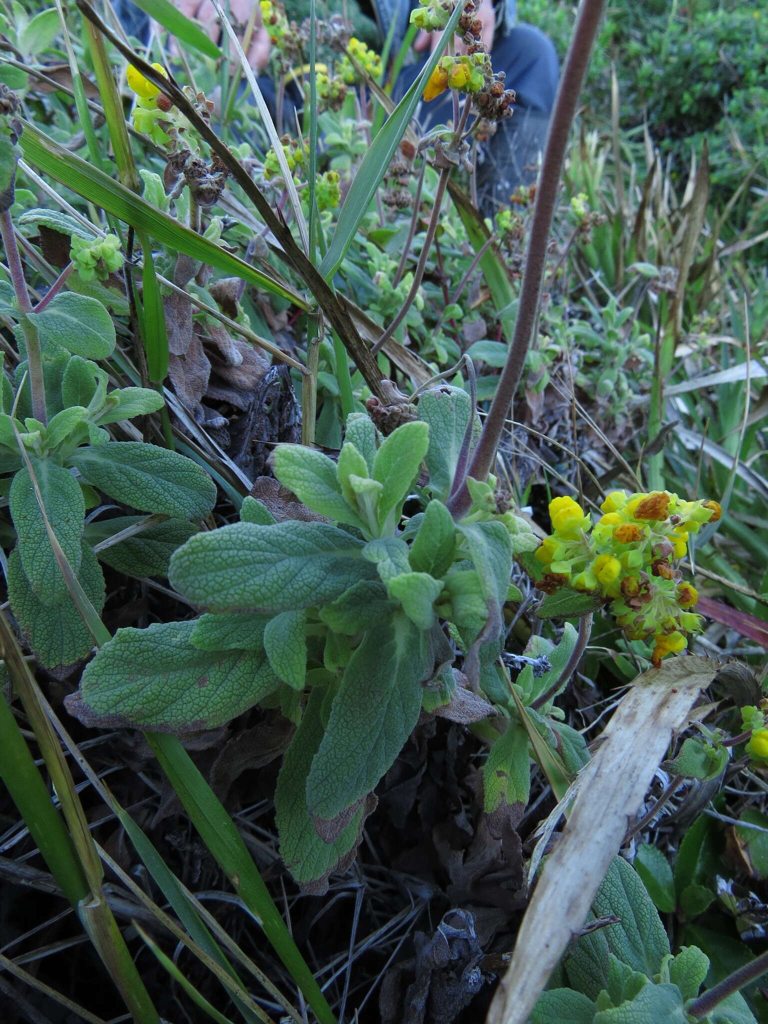 Image of Calceolaria integrifolia Murr.