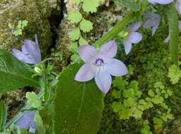 Image of Campanula peregrina L.