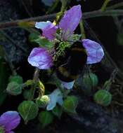 Image of Rubus sprengelii Weihe