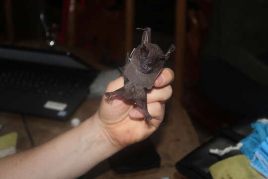 Image of Dark Fruit-eating Bat