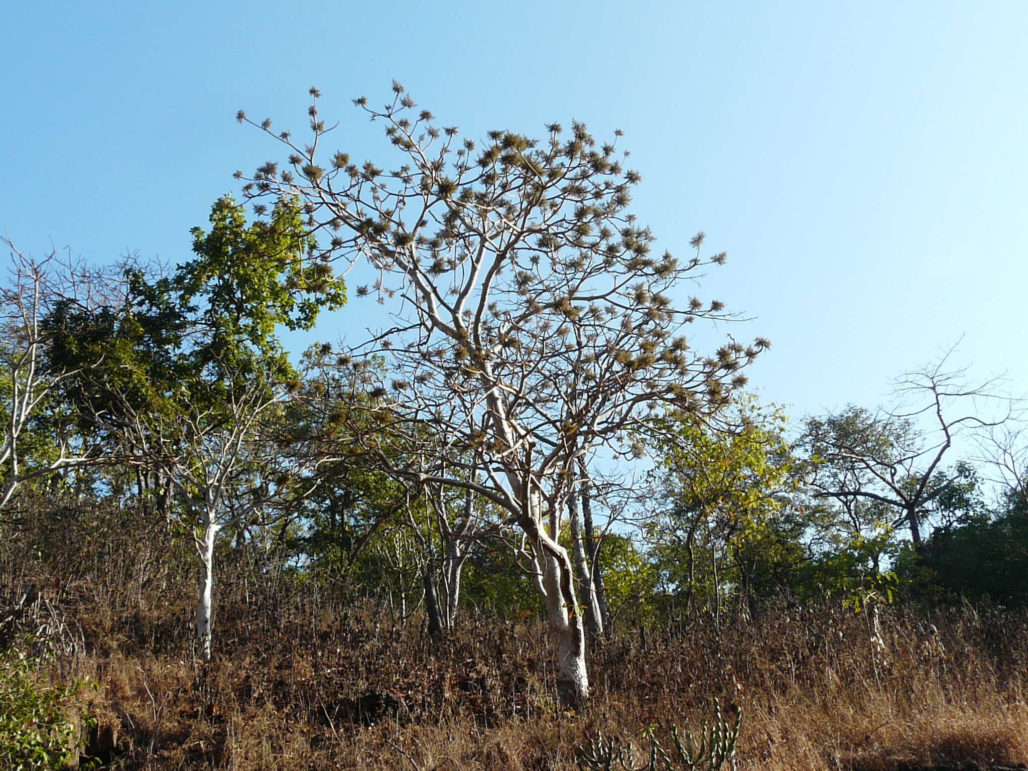 Image of sterculia